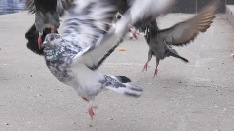 Dog disperses flock of pigeons on the street slow motion video Stock Footage