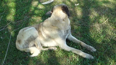The dog that is disturbed by the fly, Stock Footage 245799695