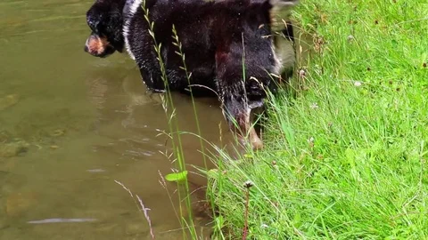 Dog Diving after stone. Funny dog is searching for a rock that owner throw in Stockbeeldmateriaal 77635126
