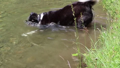 Dog Diving after stone. Funny dog is searching for a rock that owner throw in Vidéo 82078496