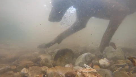 Dog diving under water for a rock Stock Footage 108642992