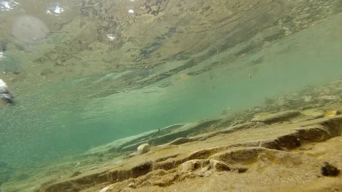Dog diving under water for a rock Stock Footage 108643025