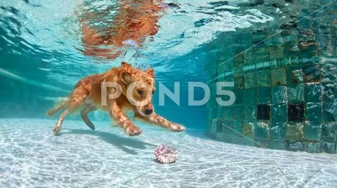 Dog diving underwater in swimming pool. Stock Photos