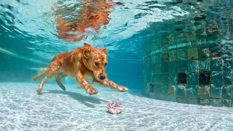 Dog diving underwater in swimming pool. Stock Photos