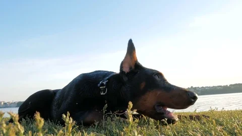 Dog Doberman is playing In the grass Stock Footage 76966743