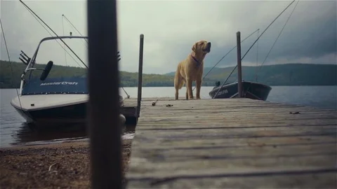Dog on Dock Stock Footage 78877786