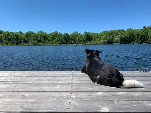 Dog on dock Stock Photos