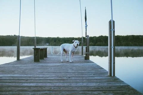 Dog on Dock Stock Photos
