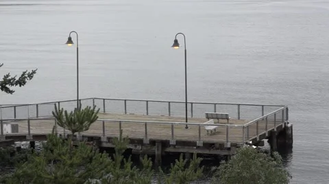 Dog on Docks Stock Footage 60239421