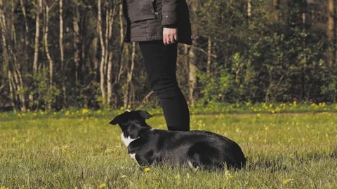 The dog does exercises to sit, lie down, stand Stock Footage 311985937
