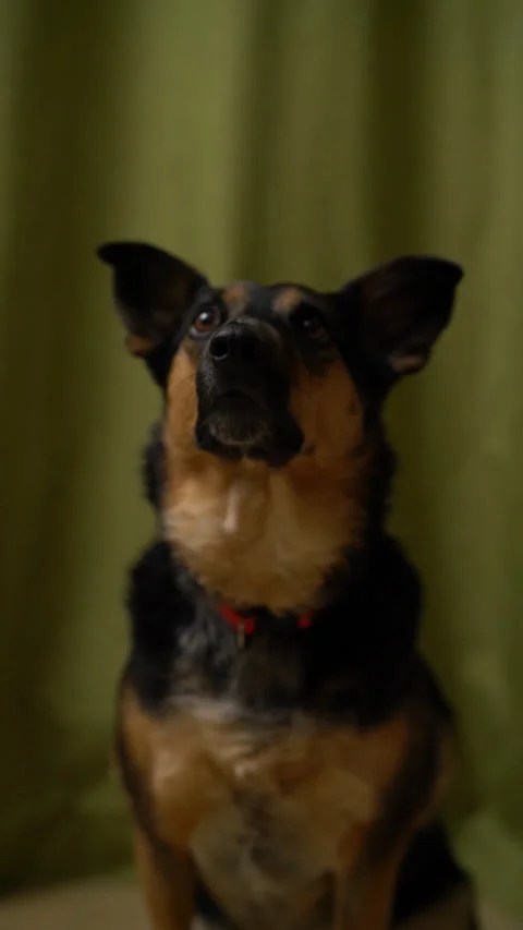 Dog Does Sit Pretty Vertical Social Media Video Stock Footage 152991063