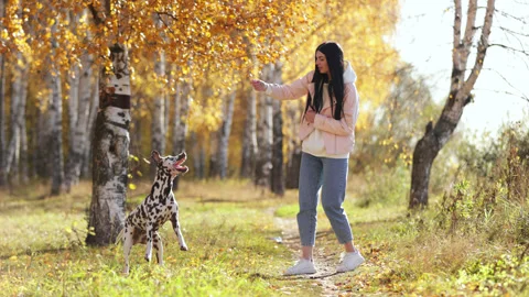 Dog does tricks, jumps in slow motion. Beautiful attractive girl with a Stock Footage 278314269