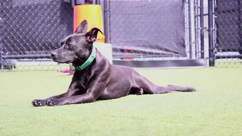 Dog in a Dog Park Stock Footage 345372814