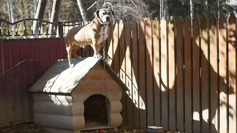 Dog on the doghouse Stock Footage 87683008