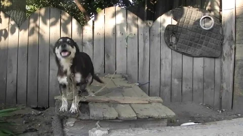 Dog at the doghouse Stockbeeldmateriaal 98986972