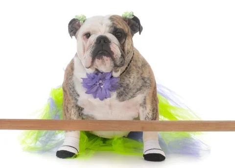 Dog doing ballet Stock Photos
