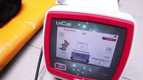 Dog doing laser therapy in veterinary Stock Footage 72445766