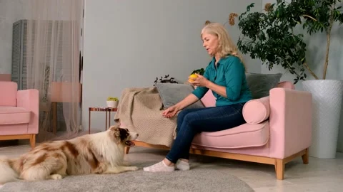 Dog is doing Roll over trick. Woman training her dog to do spin on floor Stock Footage 161837708
