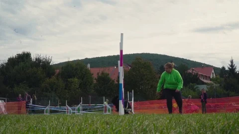 A dog doing slalom across obstacles on a dog agility test Stock Footage 118014600
