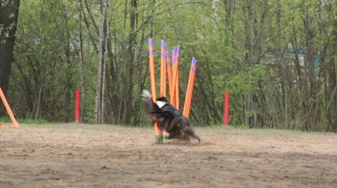 Dog doing slalom Stock Footage 34412680