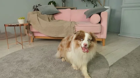 Dog ​​doing the trick Stock Footage 169163889