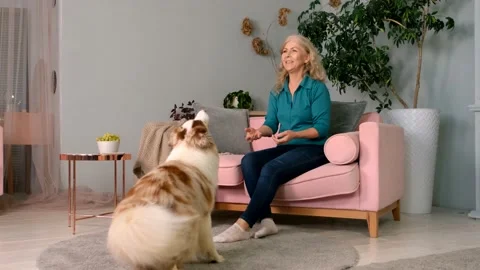The dog doing tricks: bring ball, catch ball, jump up, sit on sofa Stock Footage 161837631