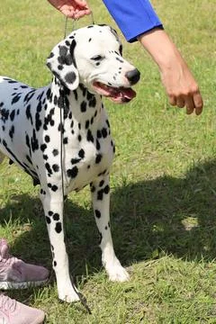 Dog of the Dolmatian breed with a handler at the show Stock Photos