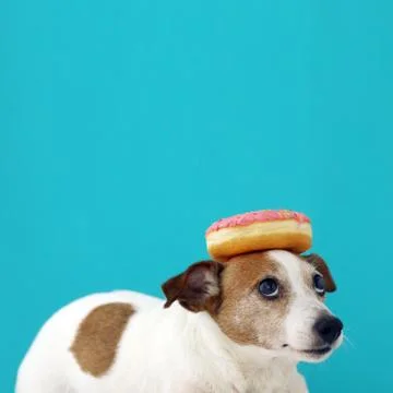 Dog with a donut on head Stock Photos