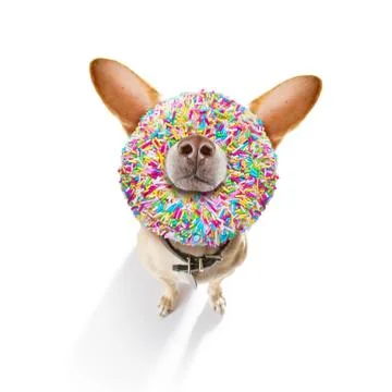 Dog with a donut Stock Photos