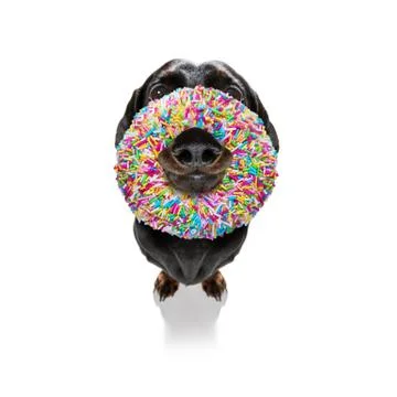 Dog with a donut Stock Photos