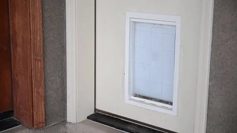 Dog door at a home Video stock 79214982