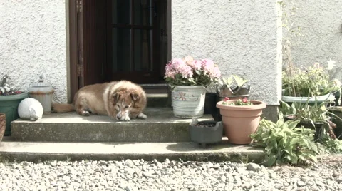 Dog on a doorstep Stock Footage 52264179