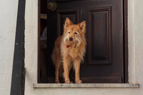 Dog at the doorstep Stock Photos