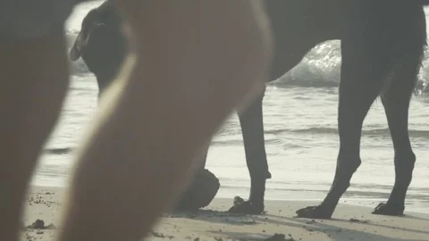 Dog dragging a garbage out of the water and cleaning after people Stock Footage 73288241