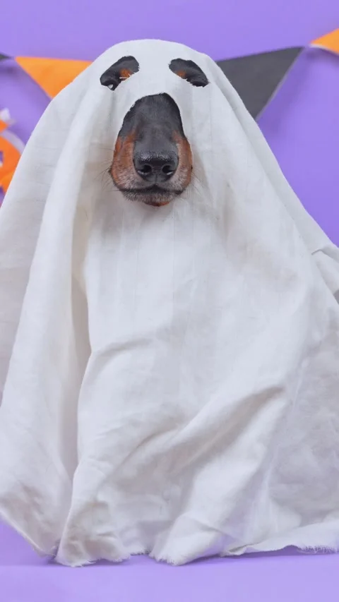 Dog draped in a white sheet like a friendly ghost sticking out its tongue a.. Stock-Footage 347105069