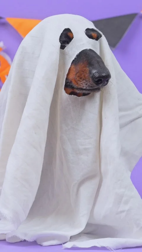Dog draped in a white sheet as a ghost peeking out in a purple studio Stock Footage 347034219