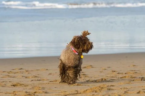 A dog with dreadlocks plays with a stick on the beach Stock Photos