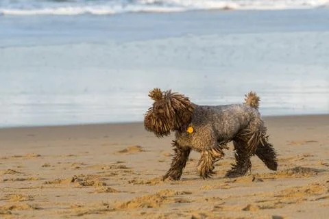 A dog with dreadlocks plays with a stick on the beach 스톡 사진