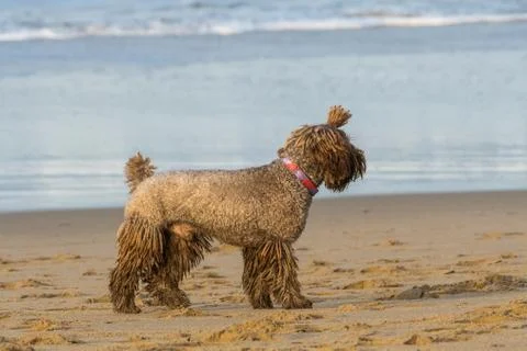 A dog with dreadlocks plays with a stick on the beach Stock Photos