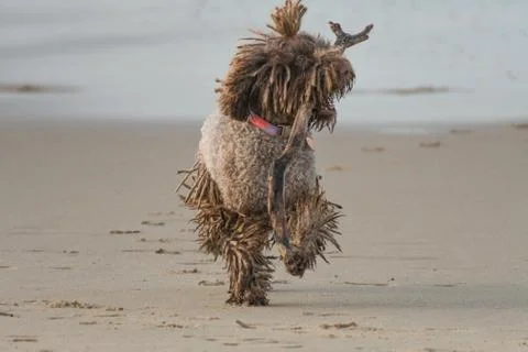A dog with dreadlocks plays with a stick on the beach Foto stock