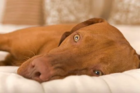 Dog dreaming Stock Photos