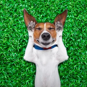 Dog dreaming Foto stock