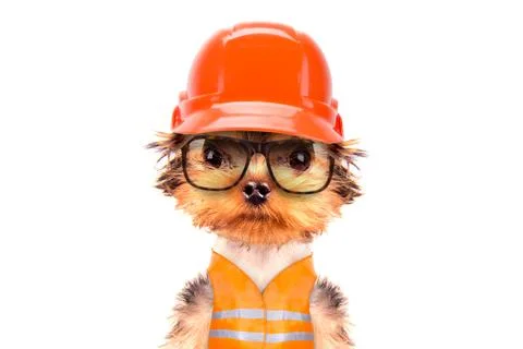 Dog  dressed as builder Stock Photos