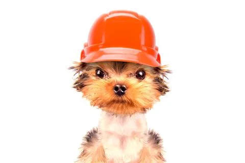 Dog  dressed as builder Stock Photos