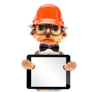 Dog  dressed as builder with tablet pc Stock Photos