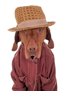Dog dressed casually Stock Photos