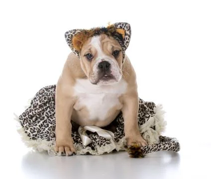 Dog dressed like a cate Stock Photos