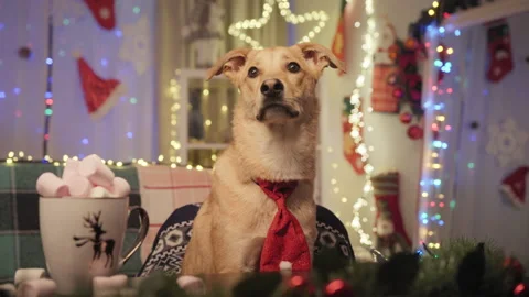 Dog dressed in costume, sitting by the table. New year background. Stockbeeldmateriaal 229434536