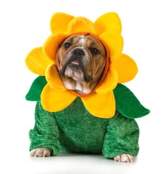Dog dressed like a flower Stock Photos