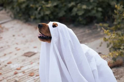 A dog dressed as a ghost with pumpkins during a cheerful autumn celebration Foto stock